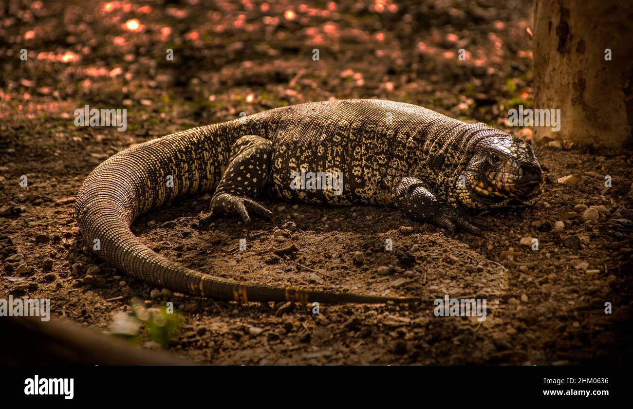 Lizard appelé lagarto overo, iguana (Salvator merianae) sur le plancher à El Palmar, entre Ríos, Argentine Banque D'Images