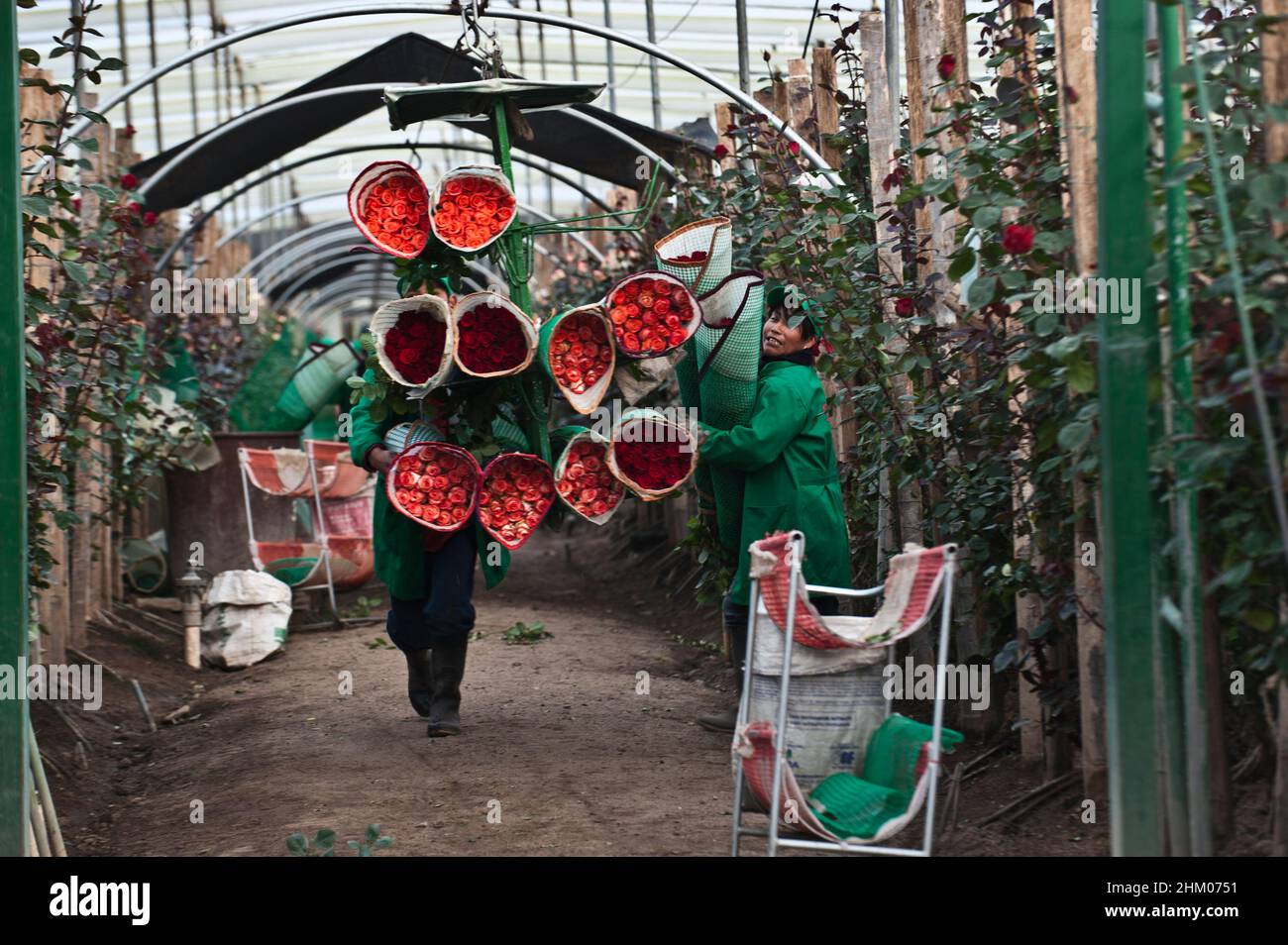 Santa Rosa, Cayambe Equateur - 8 décembre 2010 : les travailleurs des plantations emballez des roses pendant la période de récolte Banque D'Images