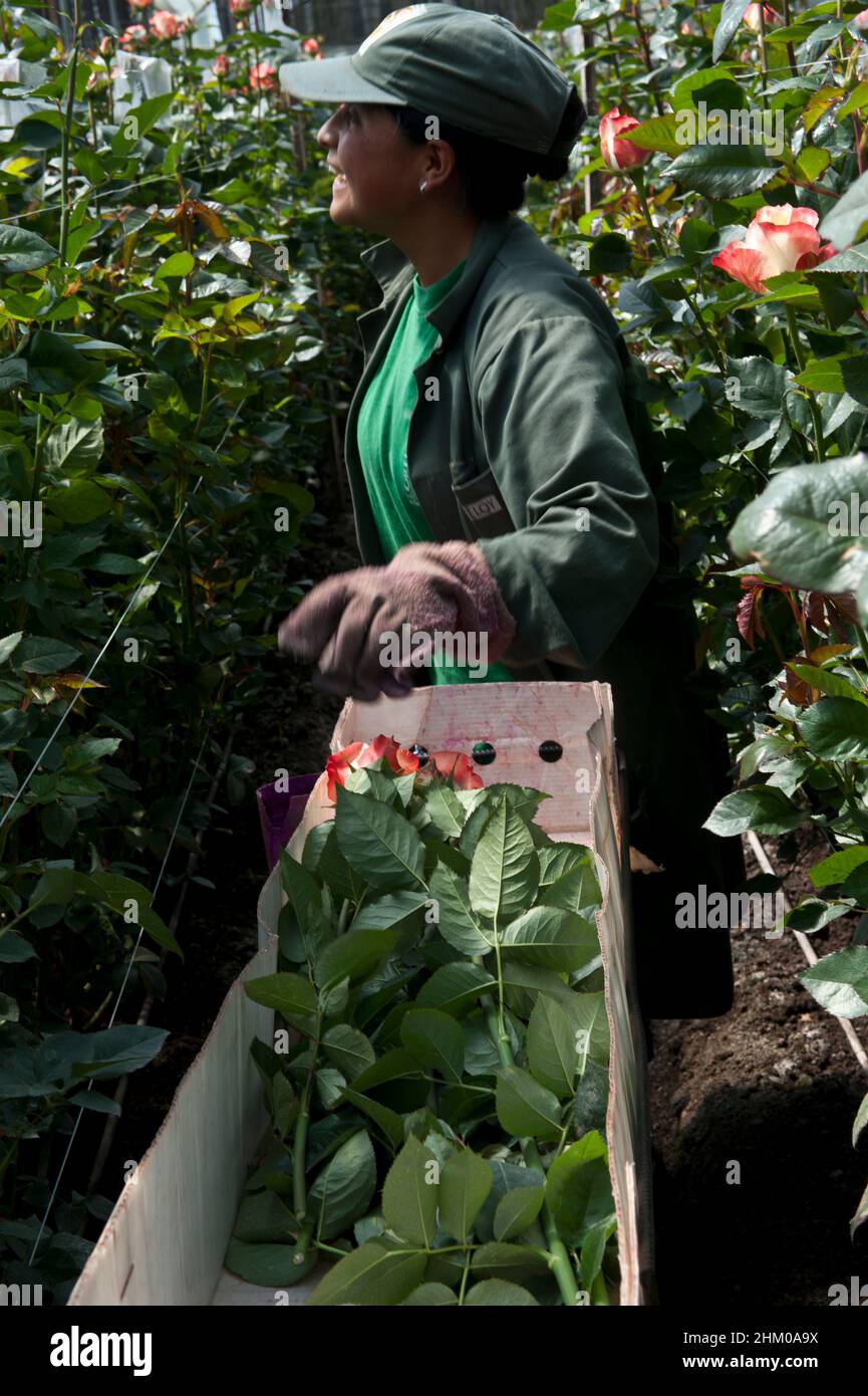 Santa Rosa, Cayambe Equateur - 8 décembre 2010 : les travailleurs des plantations emballez des roses pendant la période de récolte Banque D'Images