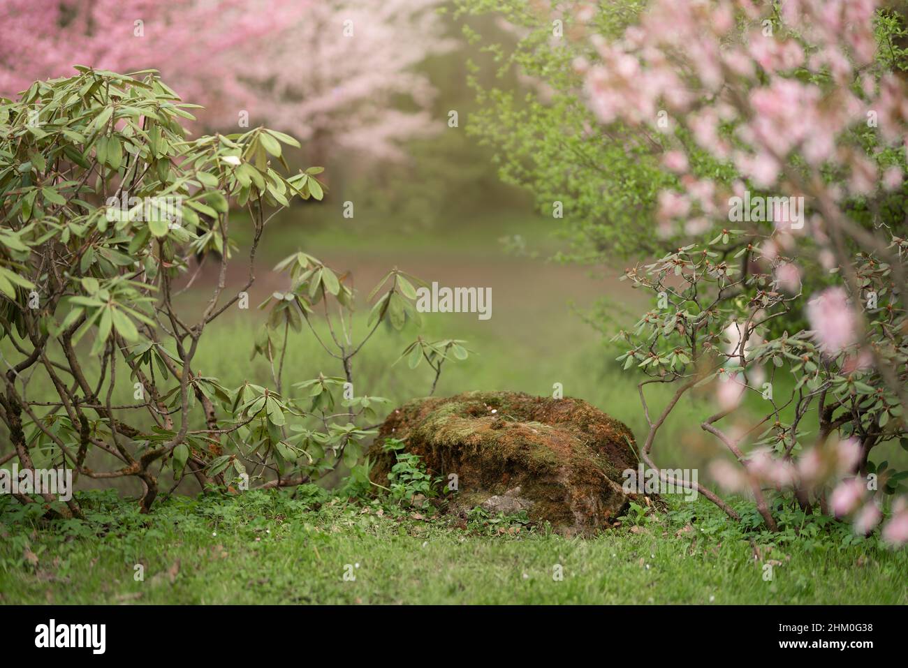 Cerisiers et pommiers en fleurs dans le jardin de printemps Banque D'Images