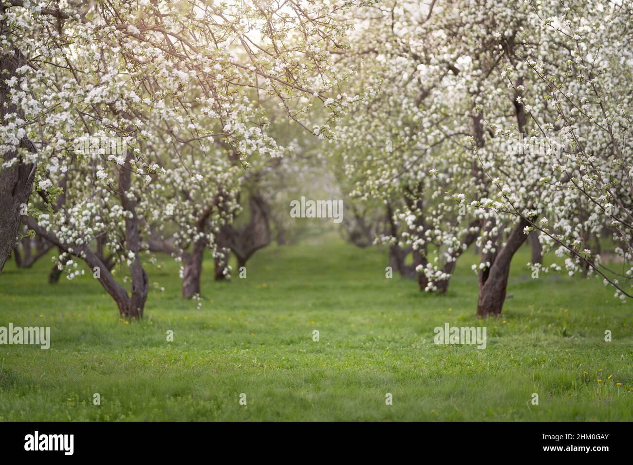 Cerisiers et pommiers en fleurs dans le jardin de printemps Banque D'Images