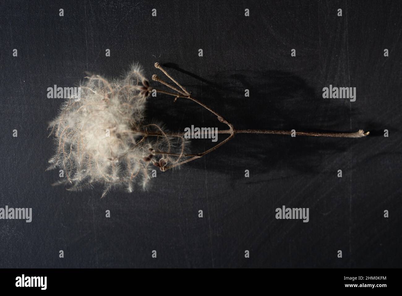 Seedhead sur fond de tableau noir. Concept ou thème de la nature. Banque D'Images