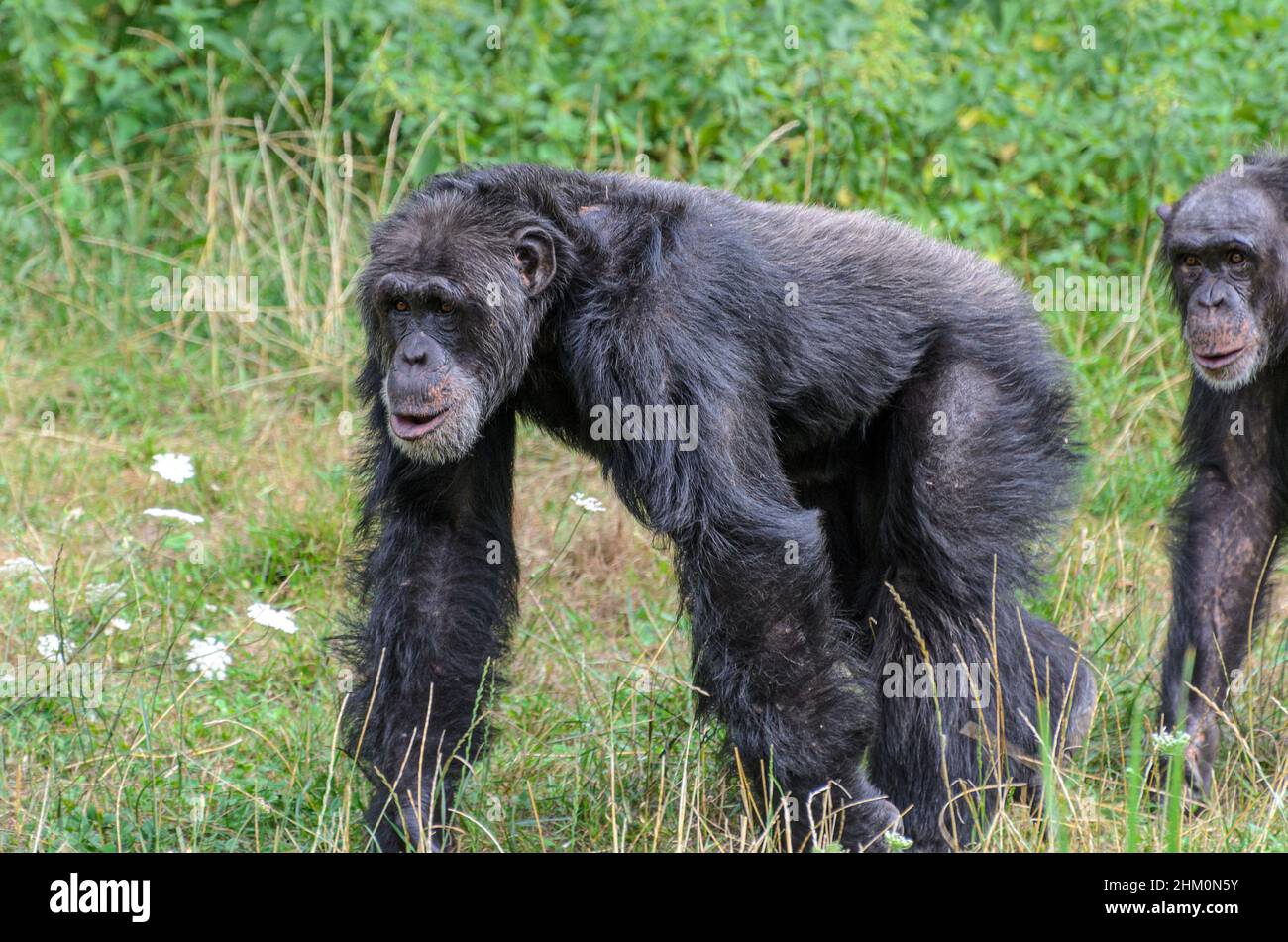 Chimpanzé (Pan troglodytes) au parc animalier de la Vallée des singes près de Civray, Vienne en France, près de Poitiers et Futuroscope. Banque D'Images