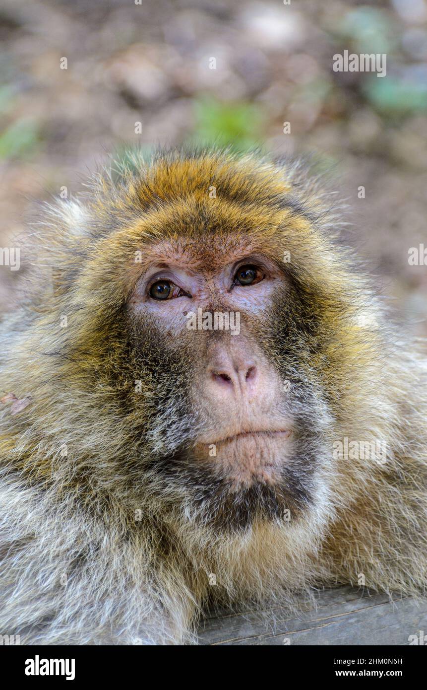 Macaques (Barbarie Apes - Macaca sylvanus) au Parc animalier de la Vallée des singes près de Civray, Vienne en France, près de Poitiers et Futuroscope. Banque D'Images