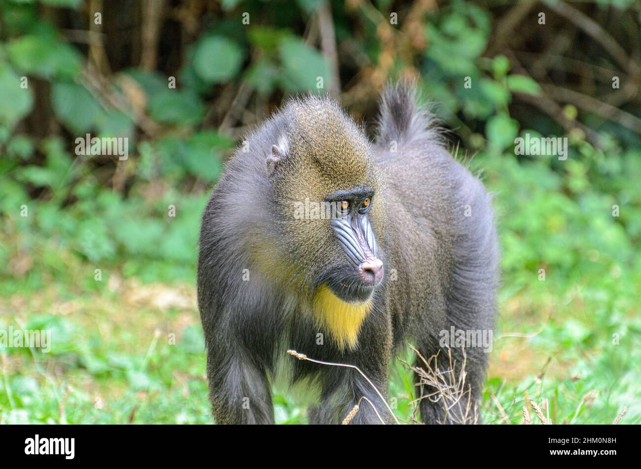 Mandrills (Mandrillus sphinx) dans le parc animalier de la Vallée des singes près de Civray, Vienne en France, près de Poitiers et Futuroscope. Banque D'Images