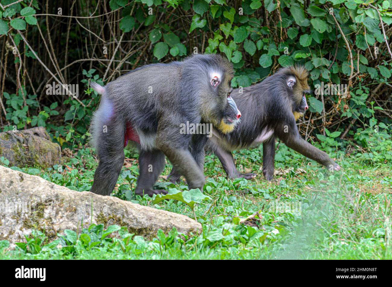 Mandrills (Mandrillus sphinx) dans le parc animalier de la Vallée des singes près de Civray, Vienne en France, près de Poitiers et Futuroscope. Banque D'Images
