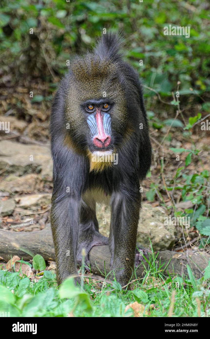 Mandrills (Mandrillus sphinx) dans le parc animalier de la Vallée des singes près de Civray, Vienne en France, près de Poitiers et Futuroscope. Banque D'Images