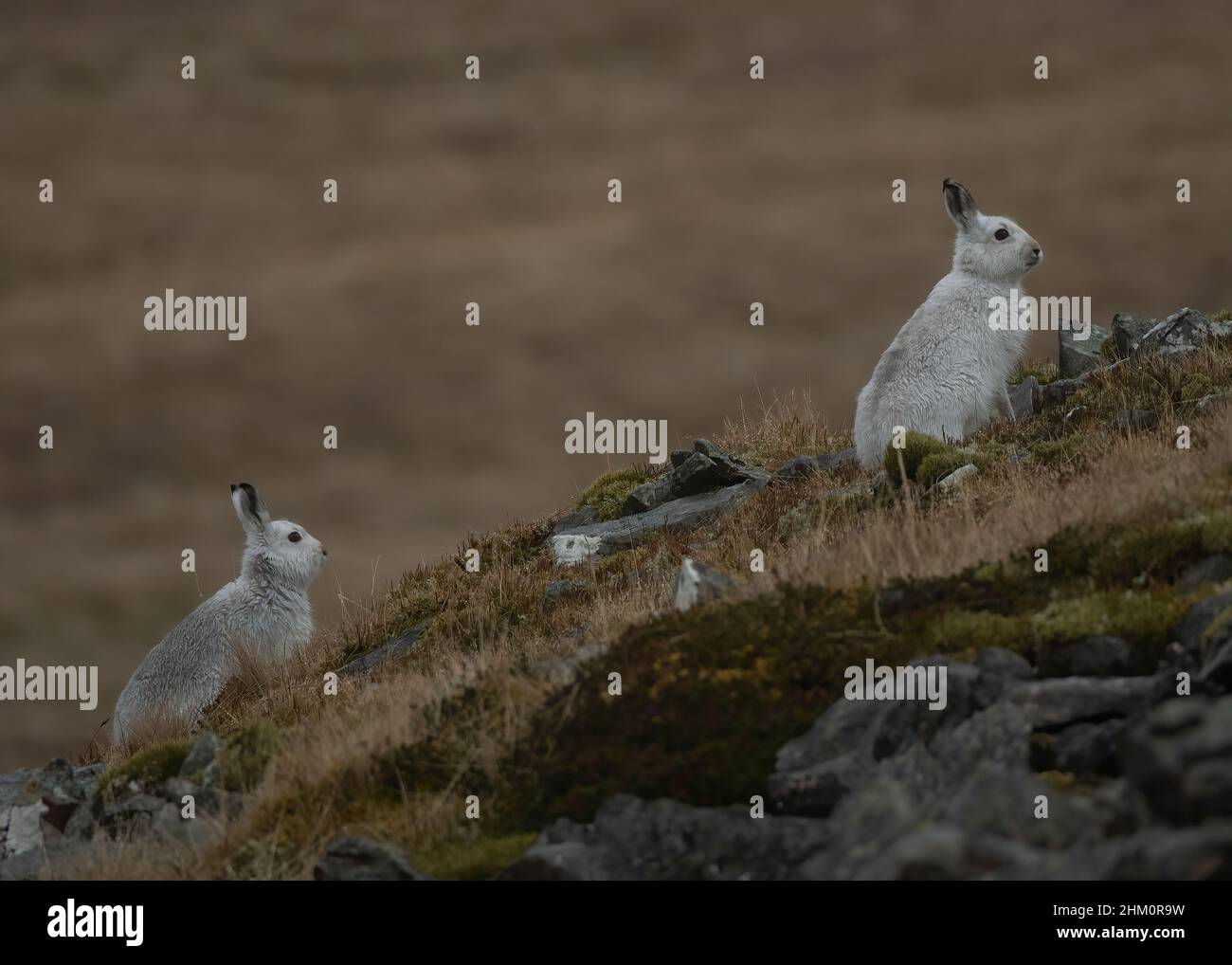 Lièvre (Lepus timidus), Glenshee, Cairngorms de l'est.Écosse Banque D'Images