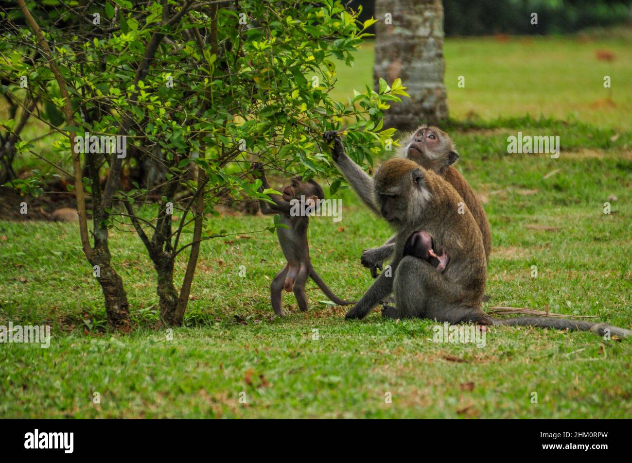 Une famille primate dans un parc de Singapour Banque D'Images