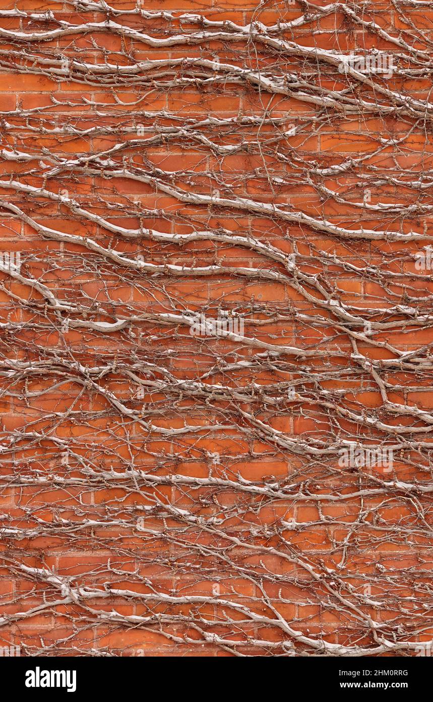 Mur de briques rouges recouvert de neige de la texture d'arrière-plan des Vines Banque D'Images
