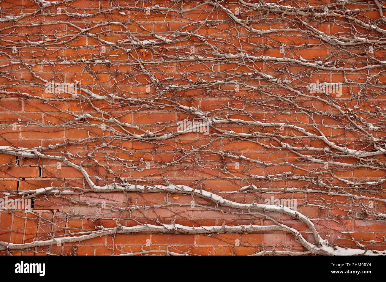 Mur de briques rouges recouvert de neige de la texture d'arrière-plan des Vines Banque D'Images
