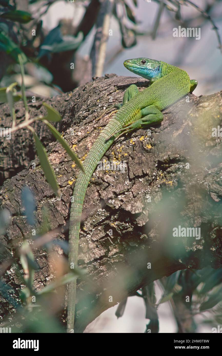 un spécimen adulte de lézard vert occidental se réchauffe sur une bûche au soleil Banque D'Images