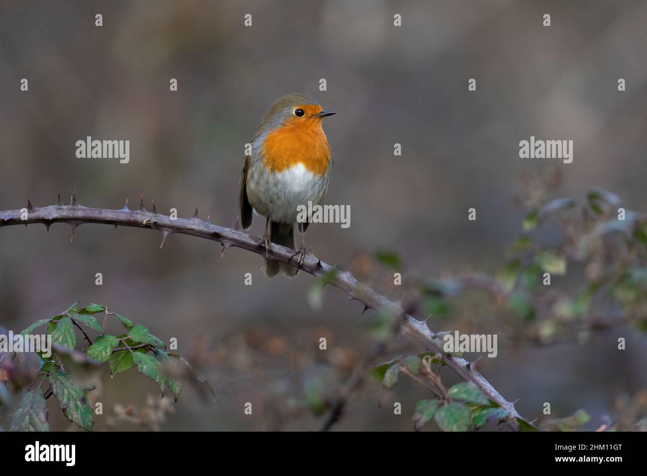 Le Robin-erithacus rubecula européen perche sur des billes. Banque D'Images