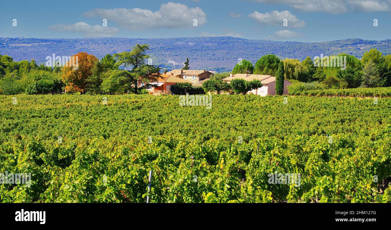 Vue sur la vallée avec des vignes après la récolte et la ferme française typique du vignoble en automne soleil - Gordes, Provence, France Banque D'Images