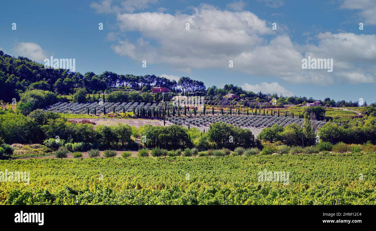 Vue sur la vallée avec des vignes, des plantes de lavande après récolte, des cyprès méditerranéens du vignoble en automne soleil - Gordes, Provence, France Banque D'Images