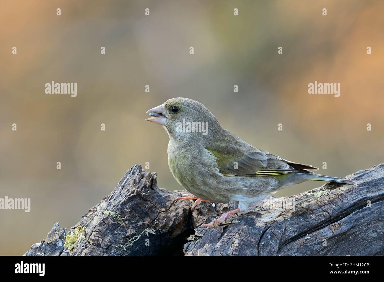 Greenfinch femelle avec de la graine de sunflover alimentaire dans le bec.Assis sur le vieux bois en forêt au coucher du soleil.Arrière-plan flou, espace de copie.Genre Carduelis chloris. Banque D'Images