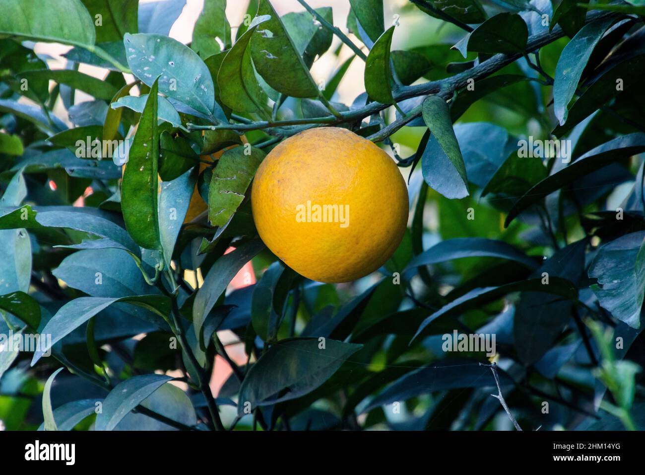 Oranges accrochées à un arbre orange Banque D'Images
