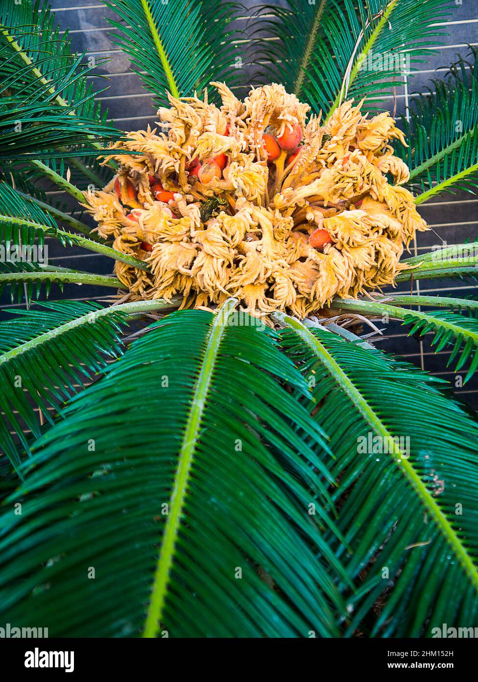 La fleur et les graines d'un palmier sagou Cycas Revoluta femelle à Nerja  devraient venir avec un avertissement de santé car ils sont toxiques pour  les chiens et les humains Photo Stock -