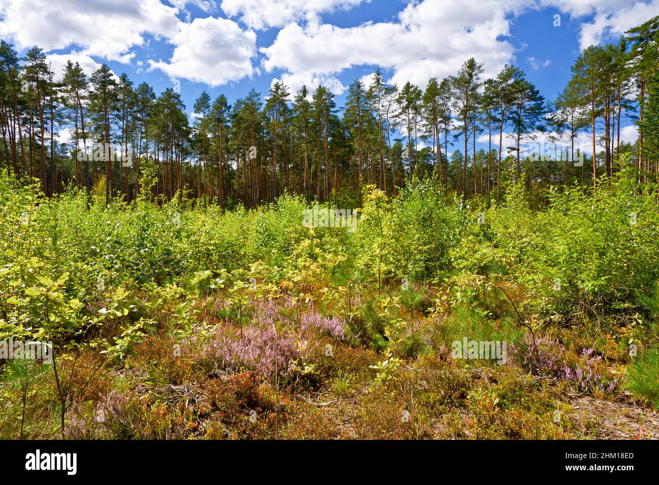 Paysage forestier avec ciel et nuages Banque D'Images