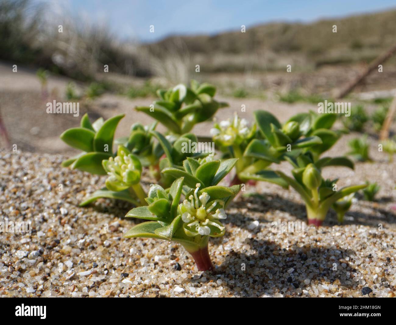 Moût de sable de mer (Honckenya peploides) touffes à fleurs sur une côte de mer sablonneuse, Merthyr Mawr NNR, Glamorgan, pays de Galles, Royaume-Uni,Avril. Banque D'Images