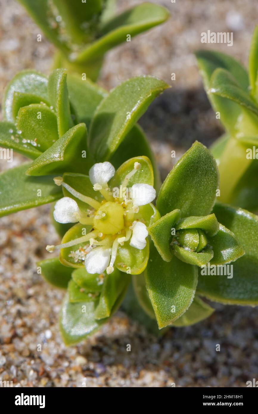 Vermillepertuis de mer (Honckenya peploides) à fleurs sur une rive de mer sablonneuse, Merthyr Mawr NNR, Glamorgan, pays de Galles, Royaume-Uni,Avril. Banque D'Images