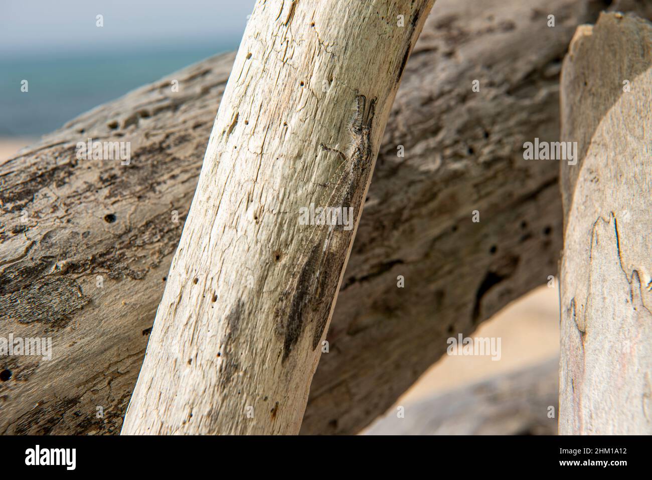 dragonfly sur la plage Banque D'Images