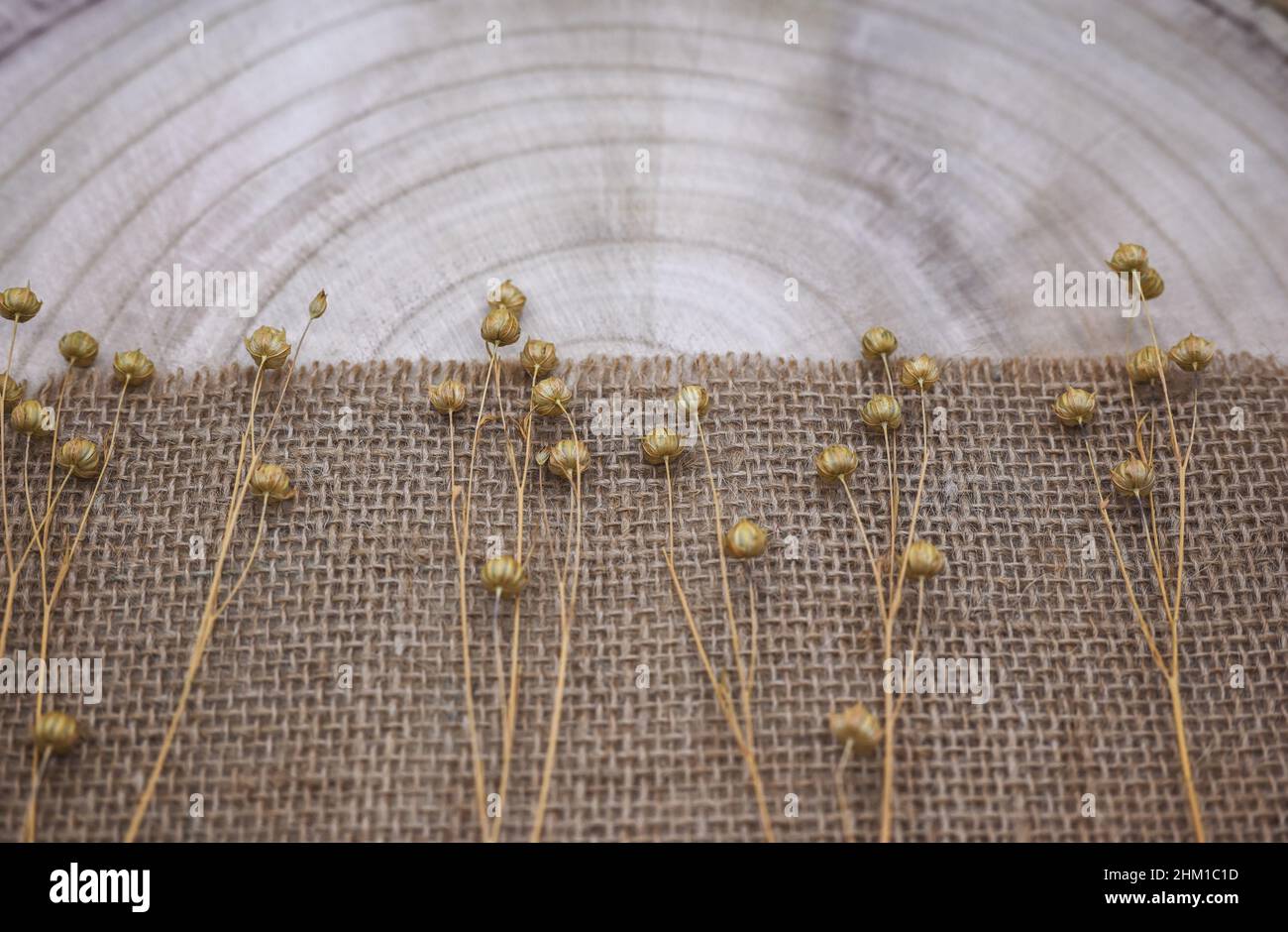 Composition à partir de matériaux naturels. Toile de jute et bois. Brins de lin sec avec gousses de graines sur toile de jute. Anneaux annuels sur la texture du bois. Vue de dessus, espace de copie. Banque D'Images