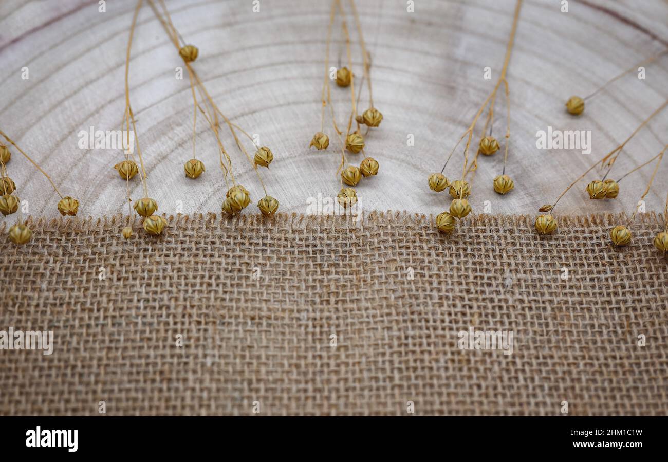 Composition à partir de matériaux naturels.Toile de jute et bois.Brins de lin sec avec gousses de graines.Anneaux annuels sur la texture du bois.Vue de dessus, espace de copie, éco-concep Banque D'Images