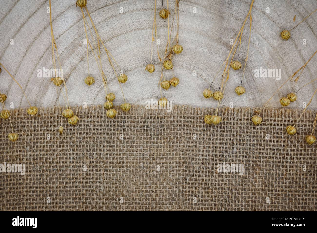 Composition à partir de matériaux naturels.Toile de jute et bois.Brins de lin sec avec gousses de graines.Anneaux annuels sur la texture du bois.Vue de dessus, espace de copie, éco-concep Banque D'Images