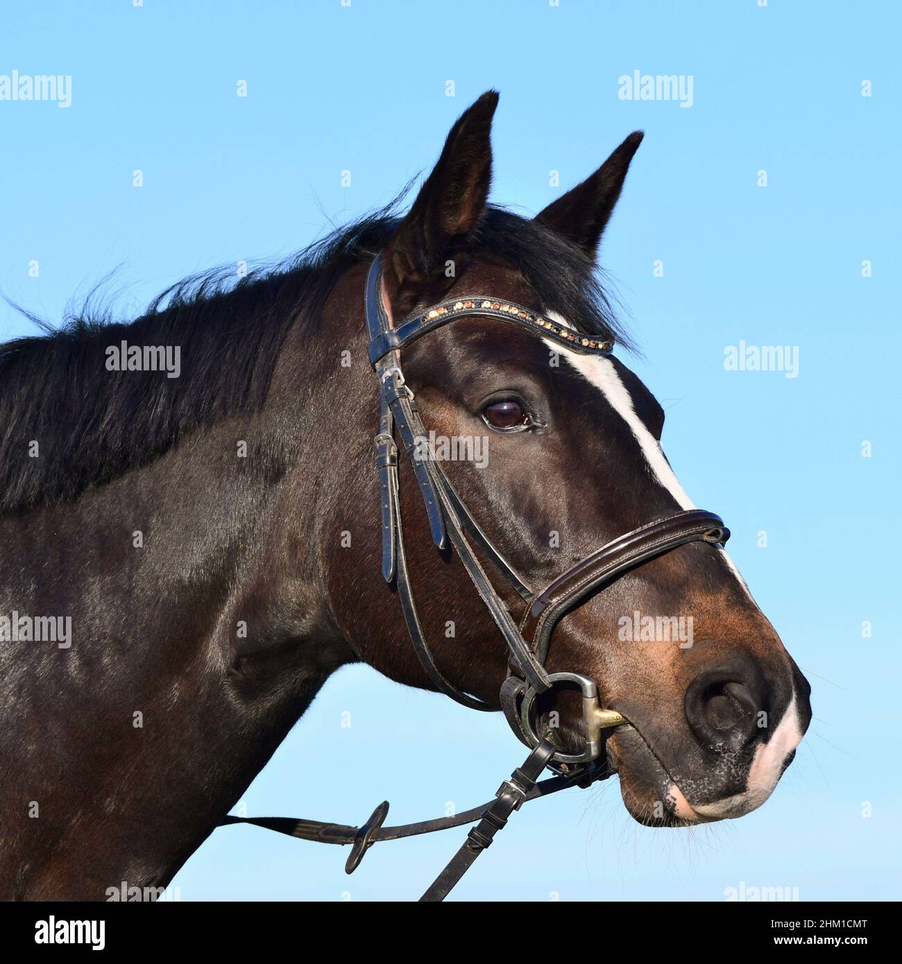 Portrait d'un cheval de sang chaud brun joint avec un déflecteur.Ciel bleu en arrière-plan. Banque D'Images