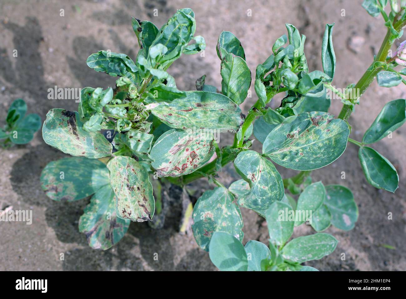 L'usine de chocolat de la fève à la maladie des taches sur le feuillage, un problème fongique Botrytis fabae, Botrytis cinerea. Banque D'Images