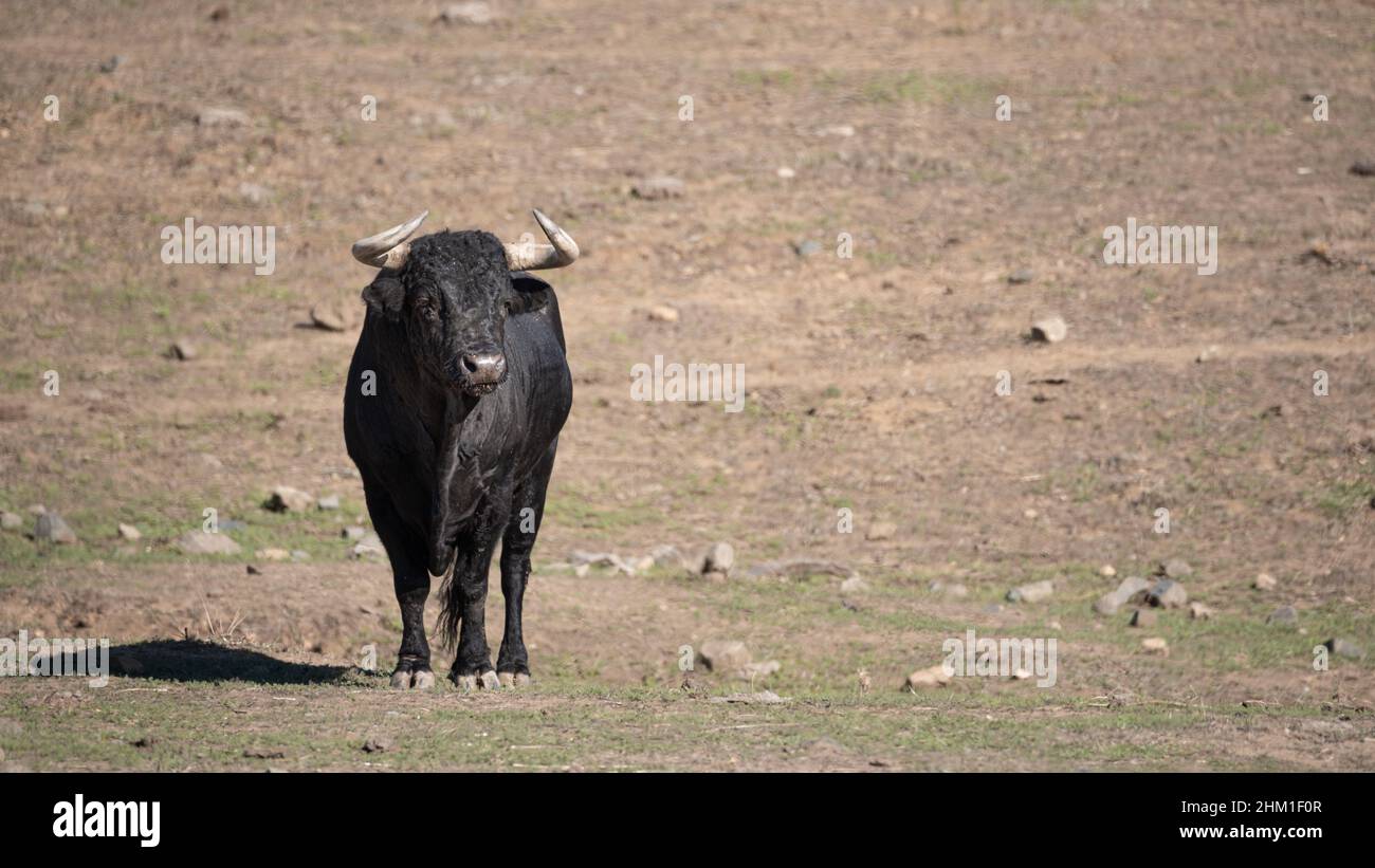 Les Espagnols qui combattent un taureau sur le terrain sont prêts pour la corrida Banque D'Images