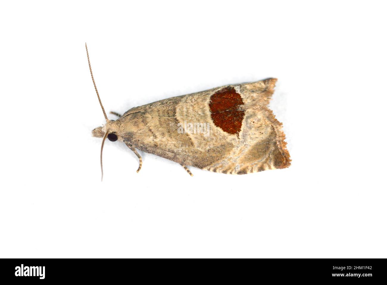 Notocelia uddmanniana - un papillon de la famille des Tortricidae, les larves - chenilles se nourrissent de framboises - un ravageur des framboises. Banque D'Images