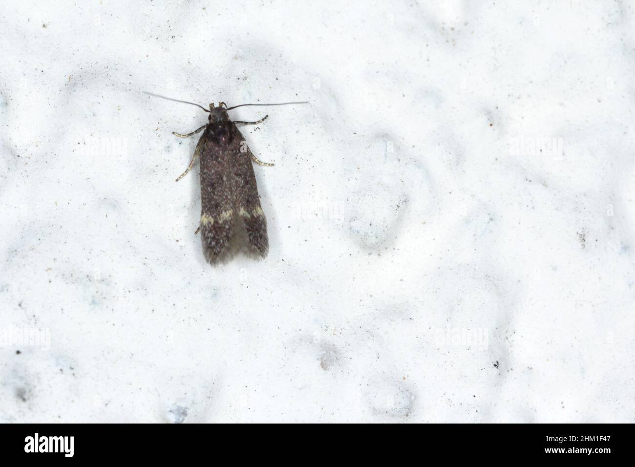 Une petite papillon attirée par la lumière se trouve sur le mur du bâtiment. Banque D'Images