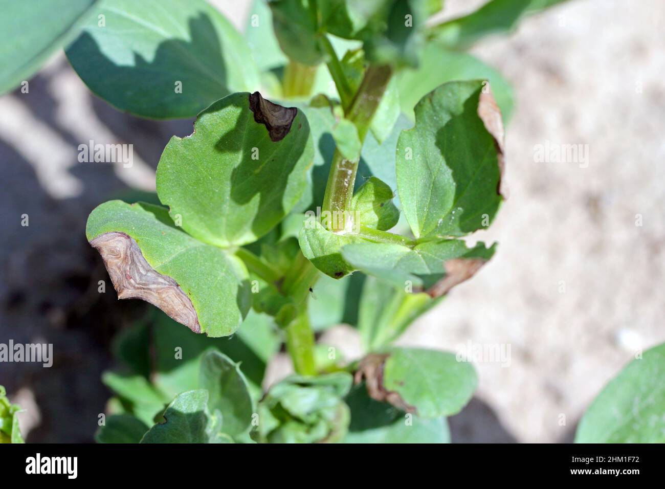 Flétrissement et séchage des plantes de fève de fève de fleaf en raison d'une maladie fongique. Banque D'Images