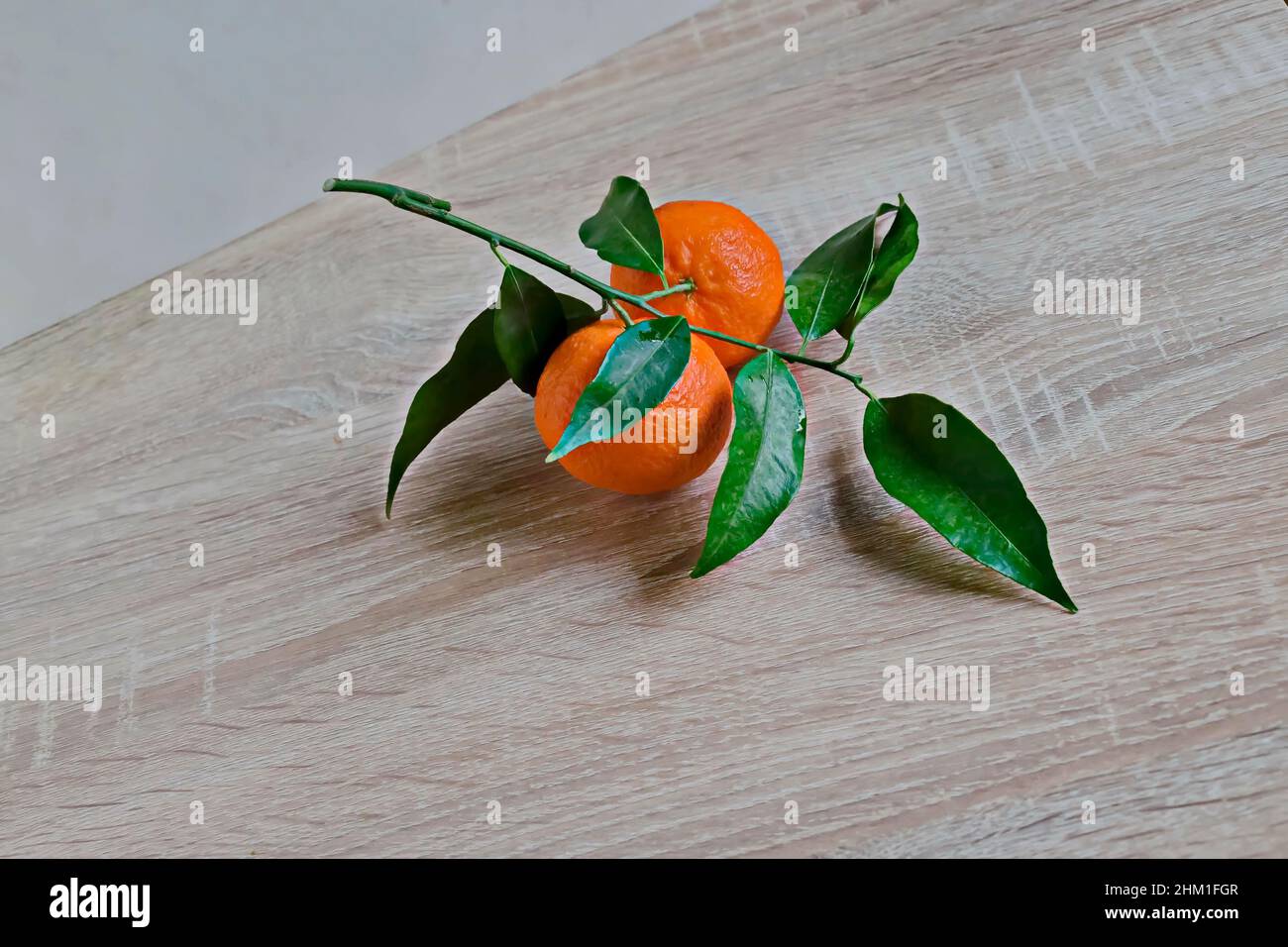 Brindilles aux fruits de mandarine mûrs frais et feuilles vertes sur fond de bois, Sofia, Bulgarie Banque D'Images