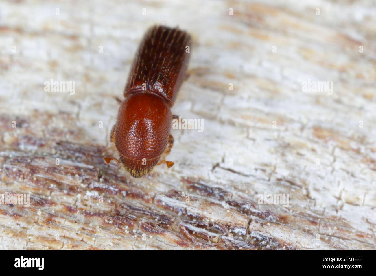 Ambrosia coléoptère, Xyleborus monographus sur bois.Agrandissement macro élevé. Banque D'Images
