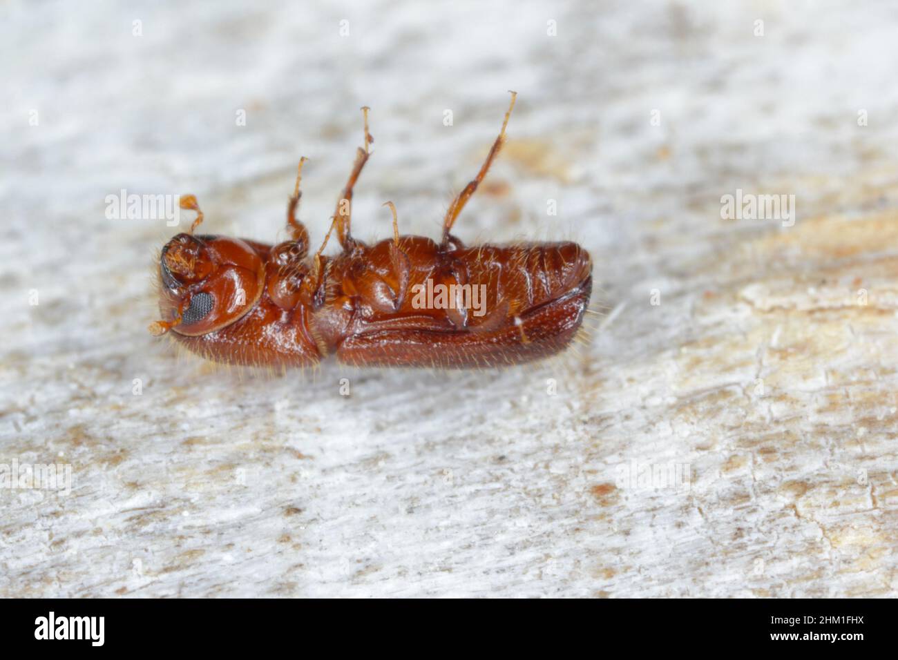 Ambrosia coléoptère, Xyleborus monographus sur bois.Agrandissement macro élevé. Banque D'Images
