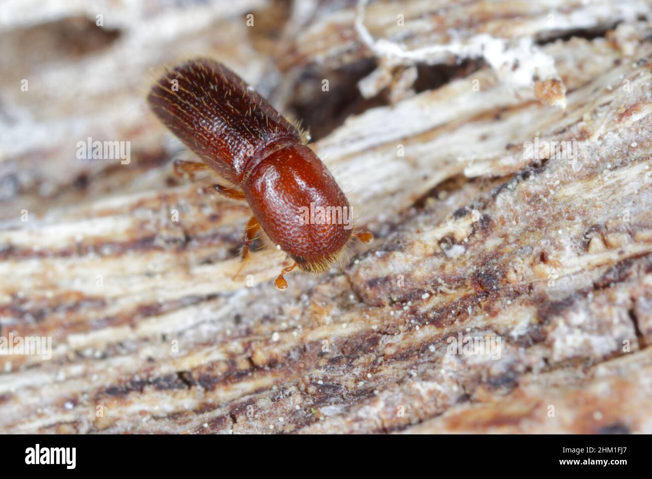 Ambrosia coléoptère, Xyleborus monographus sur bois.Agrandissement macro élevé. Banque D'Images