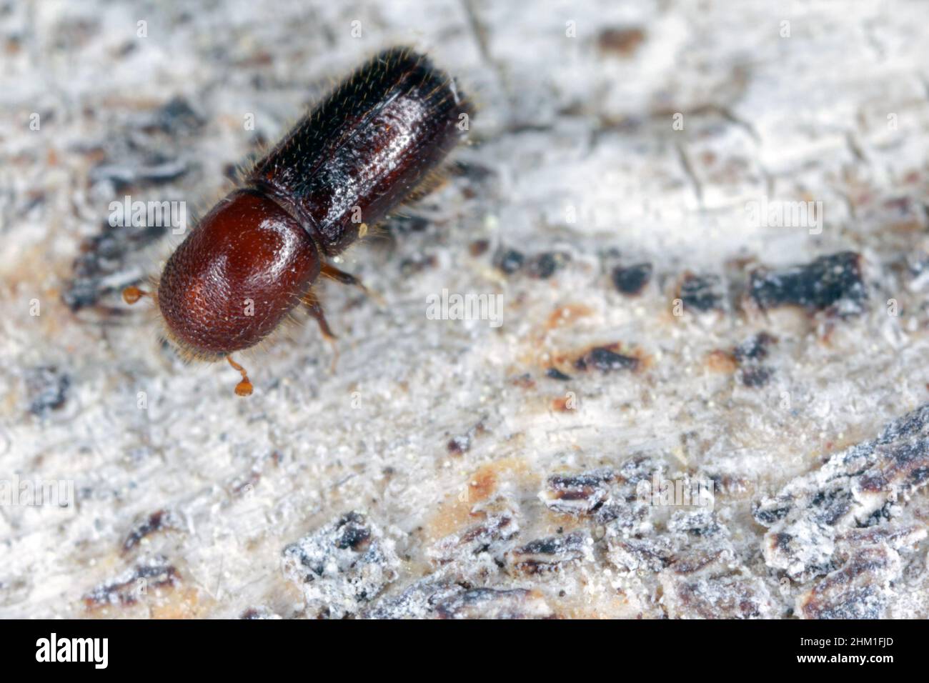 Ambrosia coléoptère, Xyleborus monographus sur bois.Agrandissement macro élevé. Banque D'Images