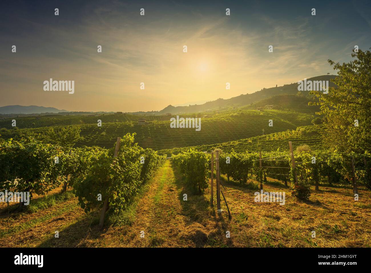 Vignobles à Prosecco Hills au coucher du soleil, site classé au patrimoine mondial de l'UNESCO.Valdobbiadene, Vénétie, Italie Banque D'Images