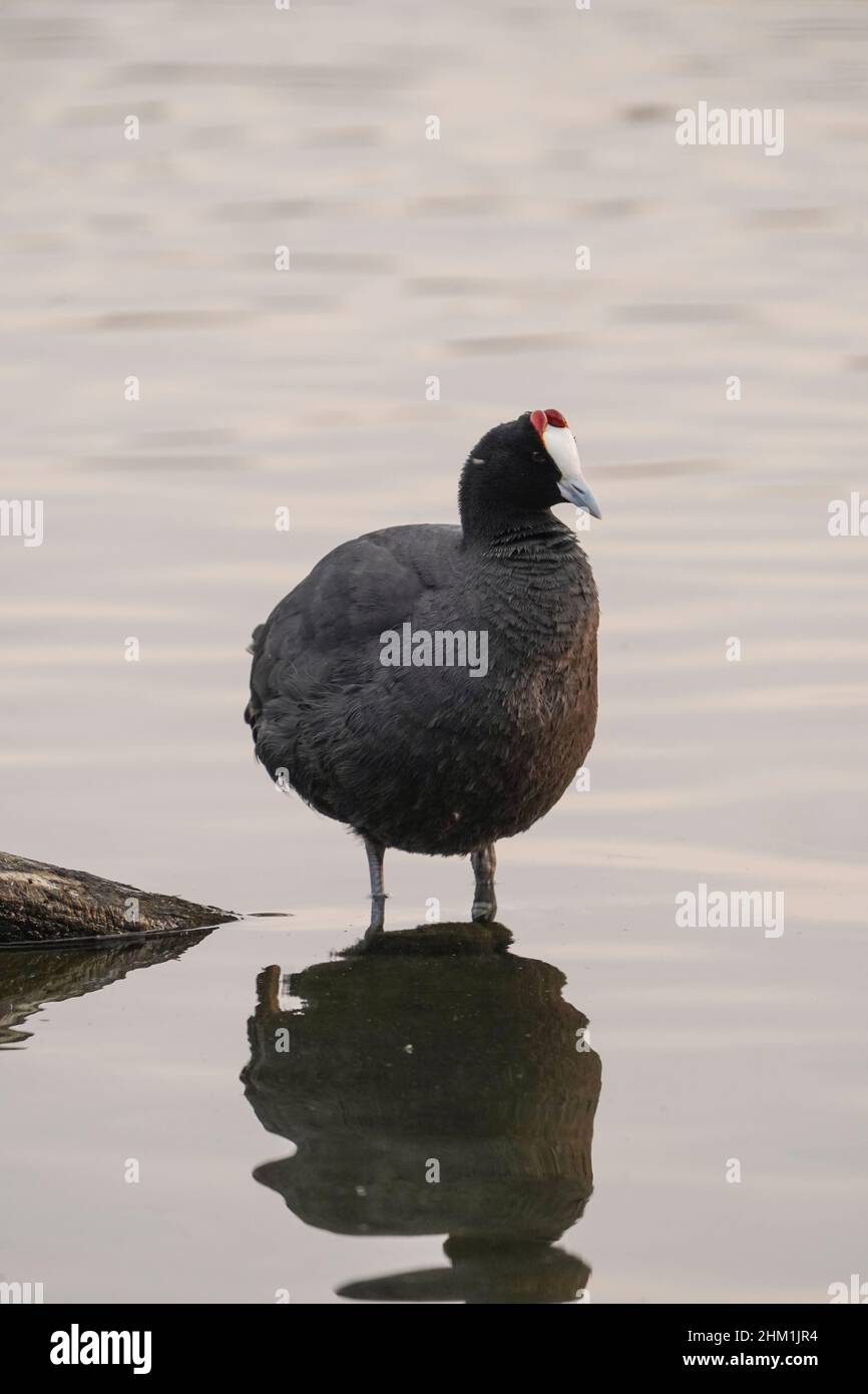 Coq à bouton rouge, debout sur un tronc dans un lac d'eau douce, Andalousie, Espagne. Banque D'Images