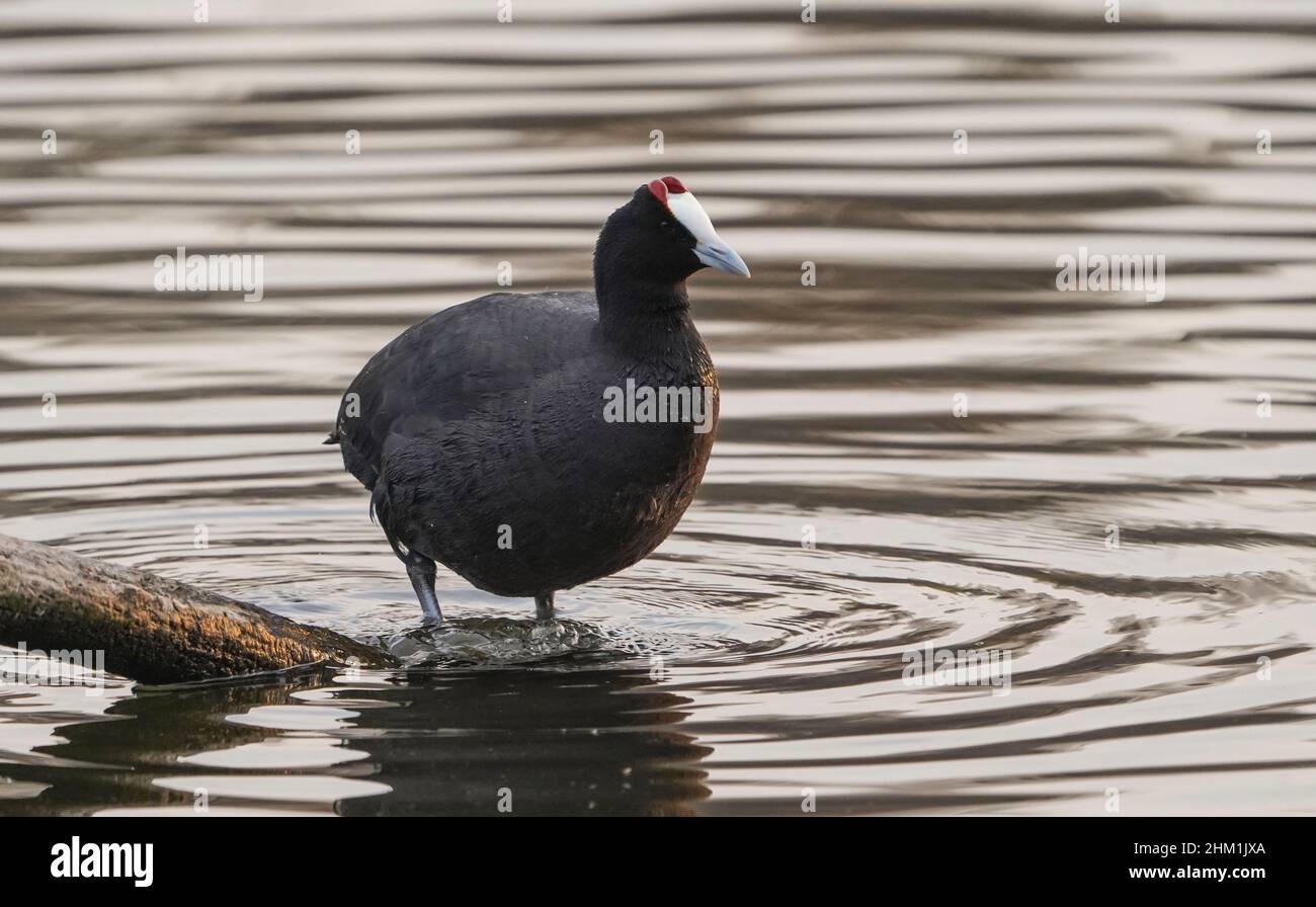 Coq à bouton rouge, debout sur un tronc dans un lac d'eau douce, Andalousie, Espagne. Banque D'Images