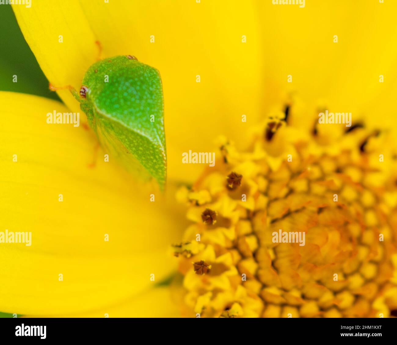 Trémie à feuilles vertes assise sur une fleur jaune. Banque D'Images