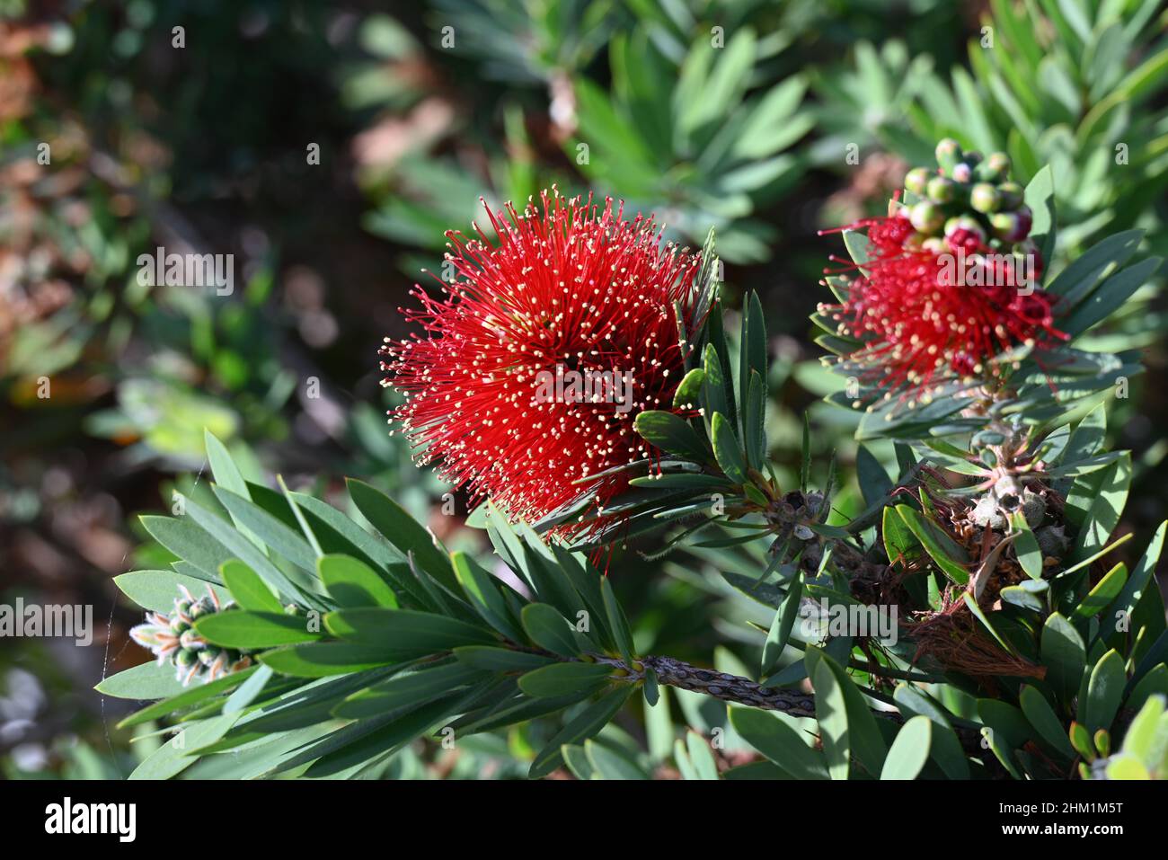 Gros plan d'un blamming scarlet botlebrush (callistemon) au soleil, photo de Funchal, Madère.Mise au point sur le premier plan. Banque D'Images