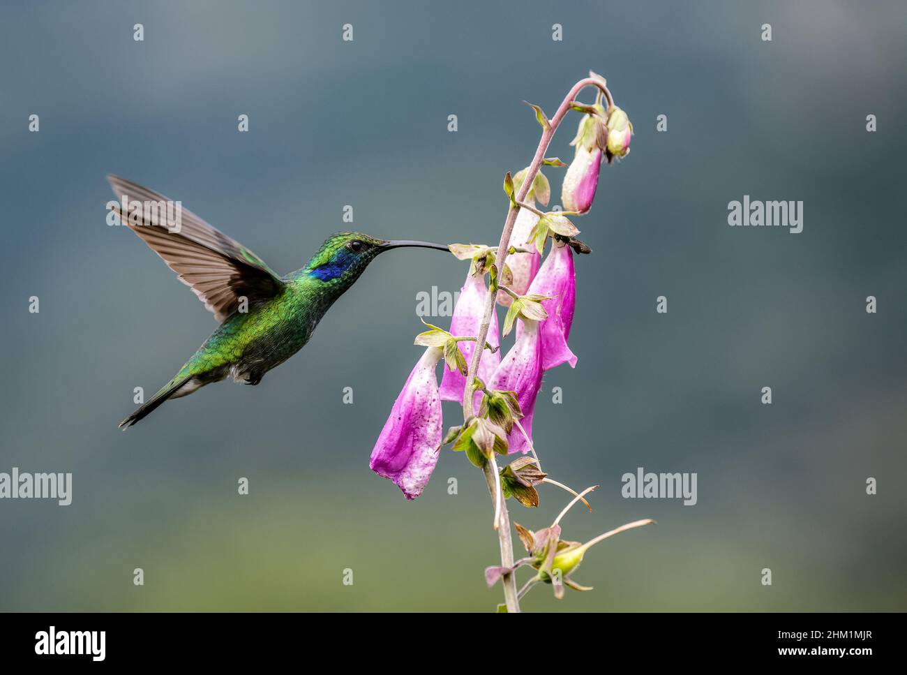 Hummingbird au Costa Rica Banque D'Images