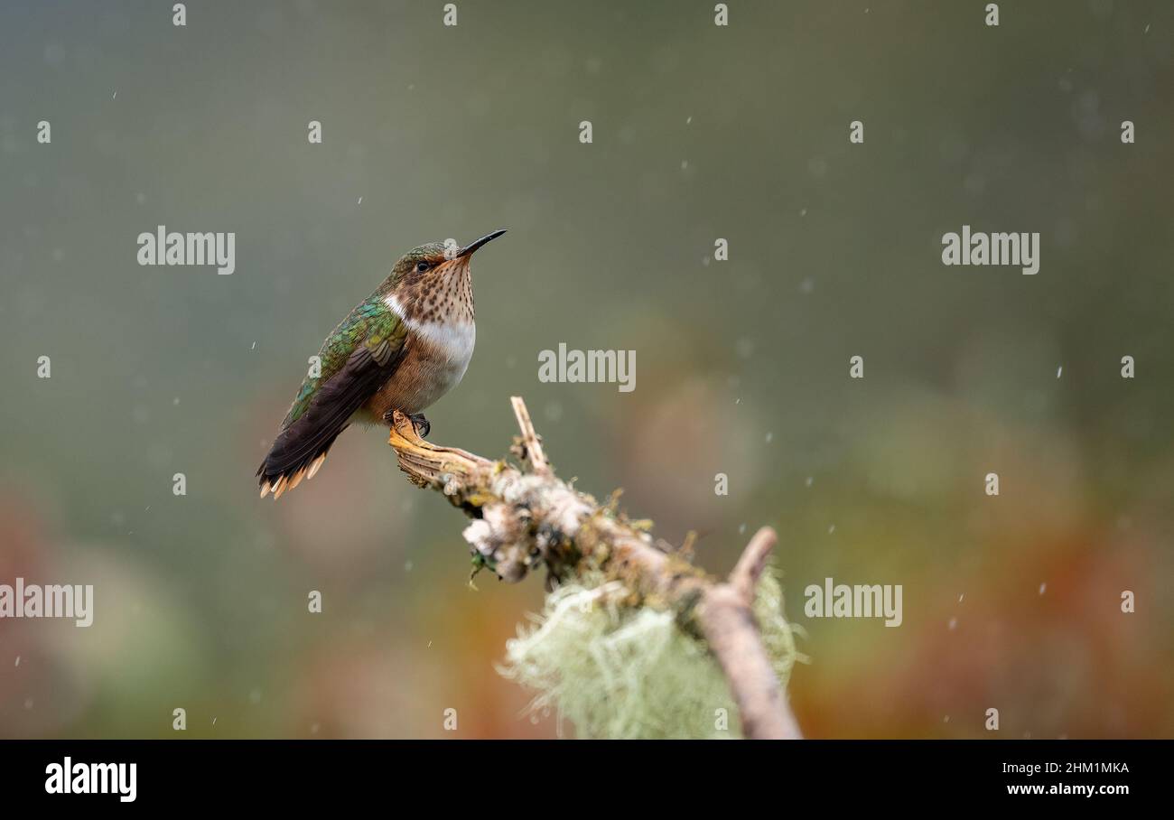 Hummingbird au Costa Rica Banque D'Images