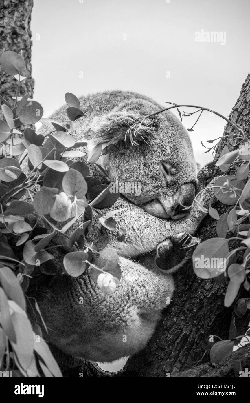 Photo verticale en niveaux de gris d'un koala dormant dans un arbre Banque D'Images Photo verticale en niveaux de gris d'un koala dormant dans un arbre Banque D'Images