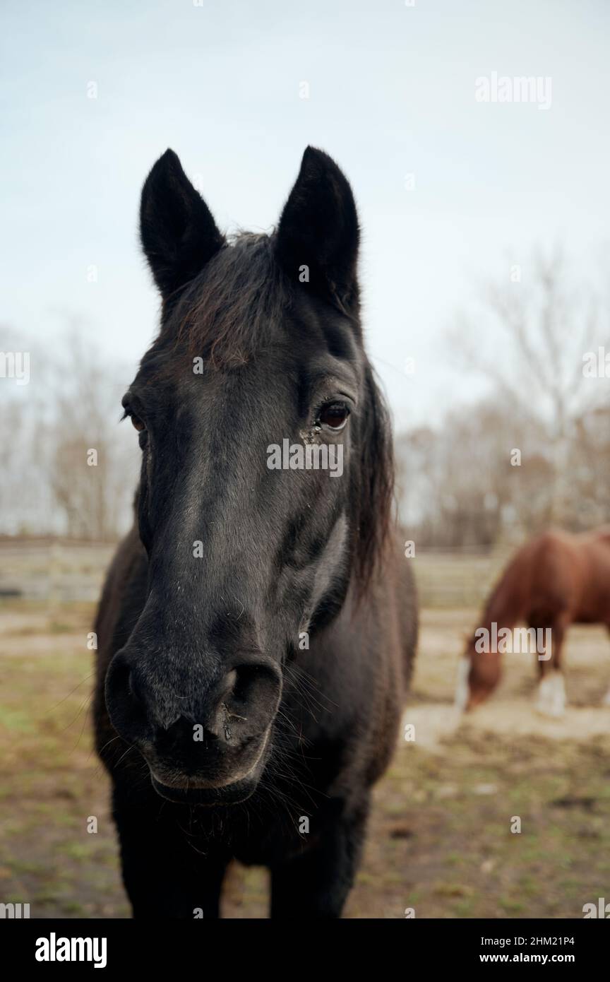 Beau portrait d'un cheval noir pose dans la ferme Banque D'Images
