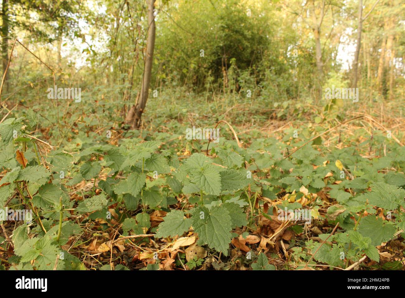 une belle forêt verte fraîche avec des orties en premier plan en automne Banque D'Images